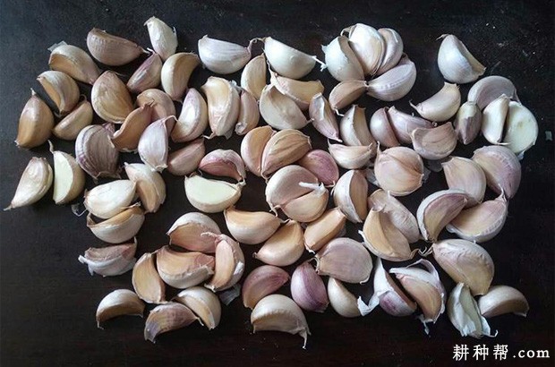 青蒜怎么样种植？