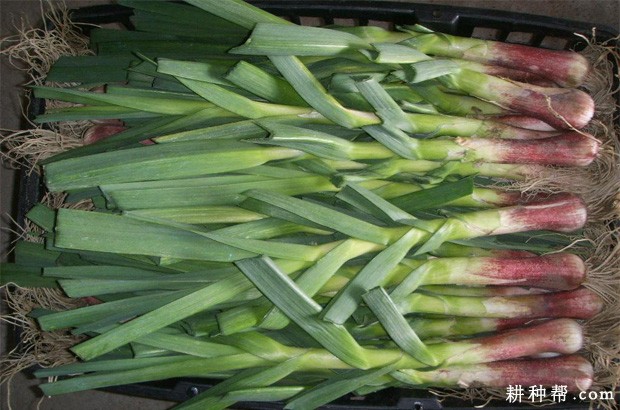 青蒜怎么样种植？