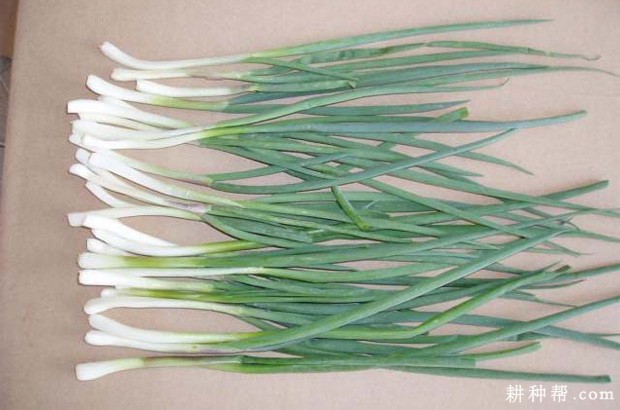 香葱如何保存? 香葱如何保存?