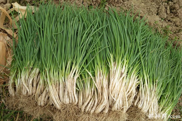 香葱如何保存? 香葱如何保存?