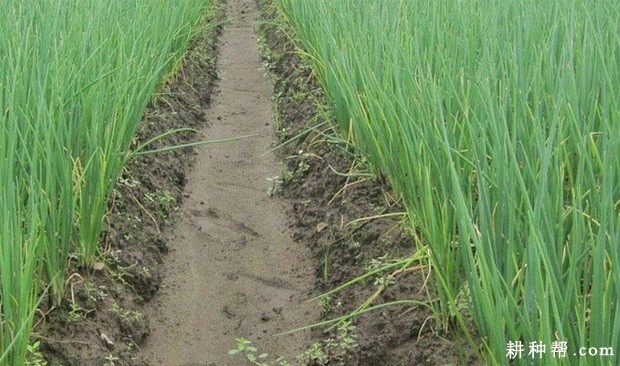 种植香葱对环境有什么要求？