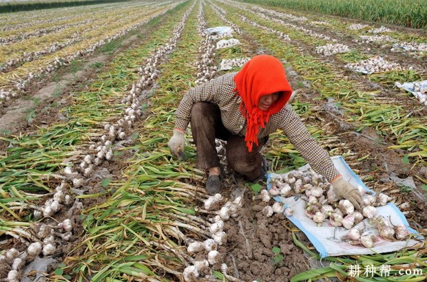 大蒜怎么样收获？