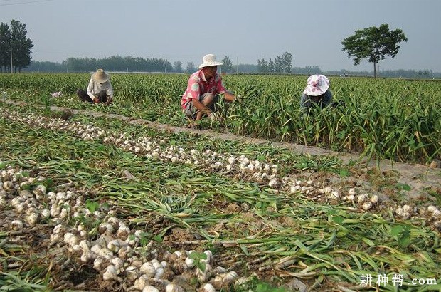 大蒜怎么样收获？