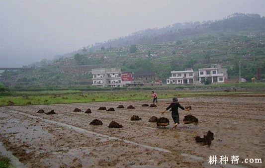 德国小香葱如何种植？