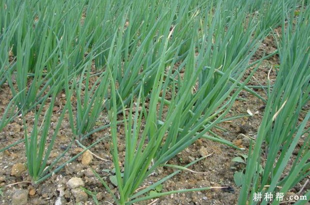 德国小香葱如何种植？