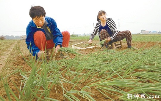 德国小香葱如何种植？