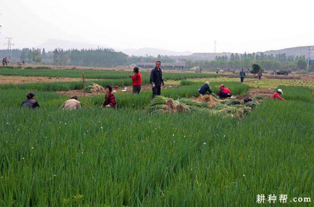 德国小香葱如何种植？