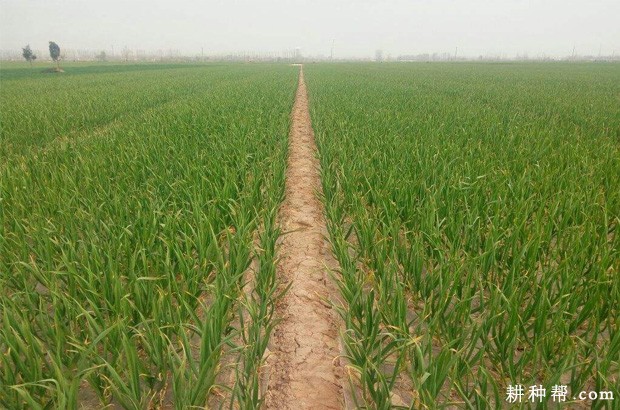 大蒜可以使用哪些植物生长调节剂？