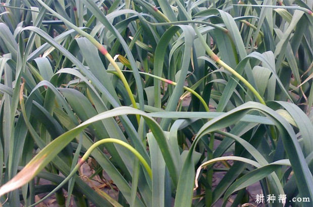 蒜薹怎么采摘？