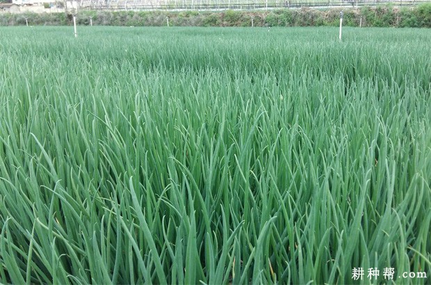 香葱为什么不能连作？