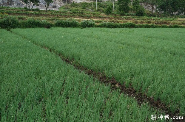 香葱为什么不能连作？