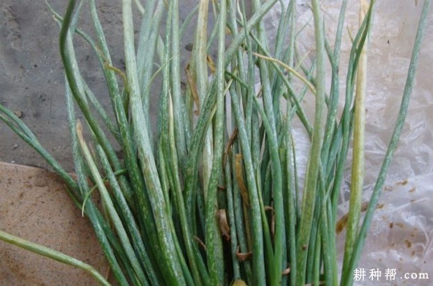 香葱为什么不能连作？