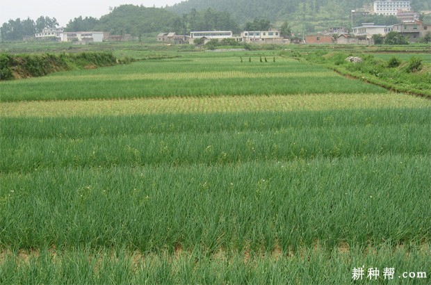 香葱为什么不能连作？