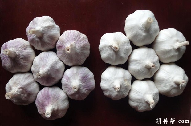 大蒜抽薹不良的原因是什么？