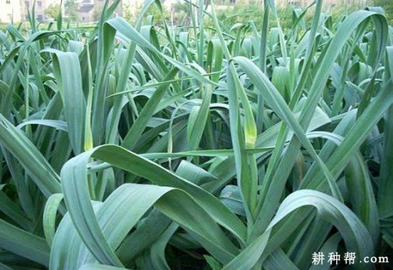 大蒜抽薹不良的原因是什么？