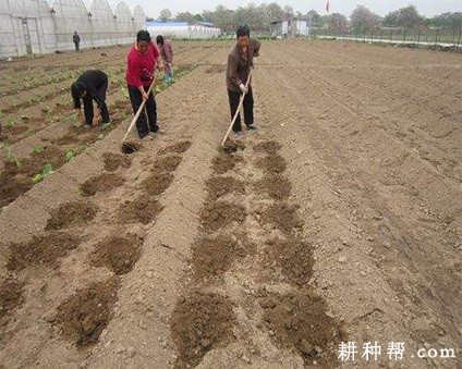 怎么种四季香葱？