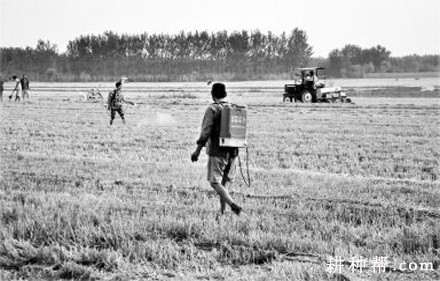 种植香葱怎么除草？