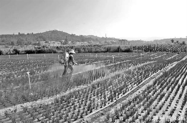 种植香葱怎么除草？