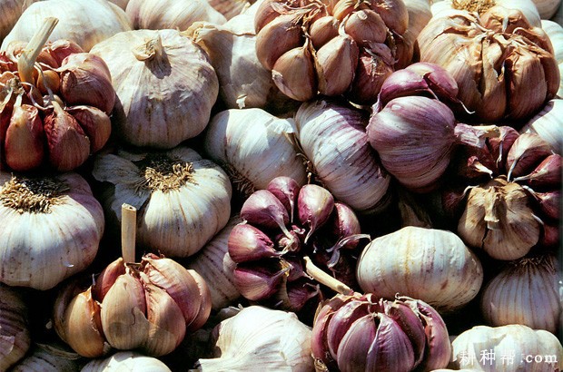 大蒜为什么裂头散瓣？