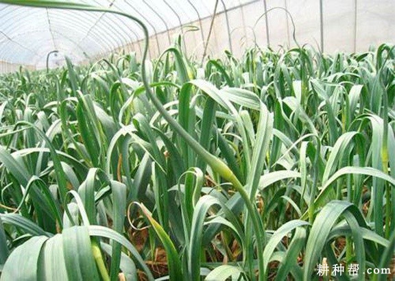 大蒜为什么裂头散瓣？