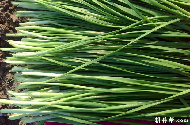 韭菜的功效与作用是什么？