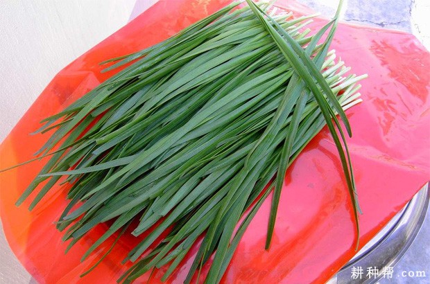 韭菜的功效与作用是什么？