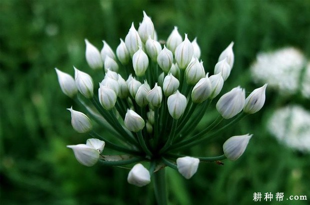 韭菜一生分为哪些生育周期? 韭菜一生分为哪些生育周期?