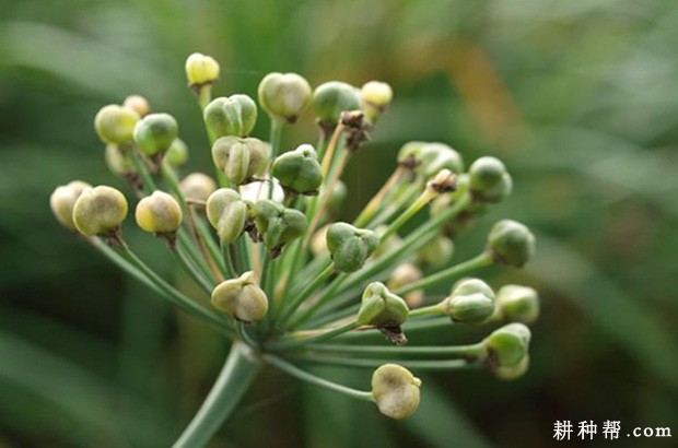 韭菜一生分为哪些生育周期? 韭菜一生分为哪些生育周期?