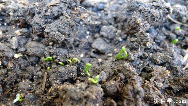 韭菜一生分为哪些生育周期? 韭菜一生分为哪些生育周期?