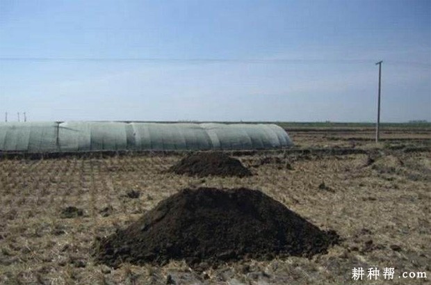 如何防止大蒜二次生长? 如何防止大蒜二次生长?