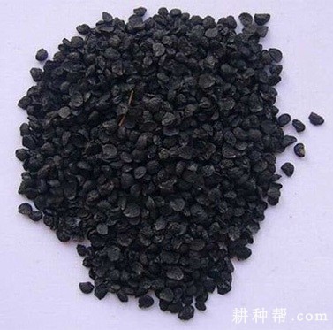 韭菜的花和果实有什么特点? 韭菜的花和果实有什么特点?