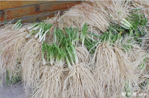 韭菜茎有哪些特点？