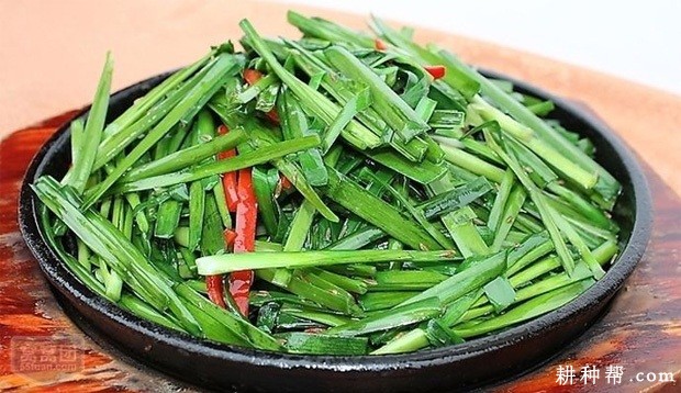 韭菜含有哪些营养成分？