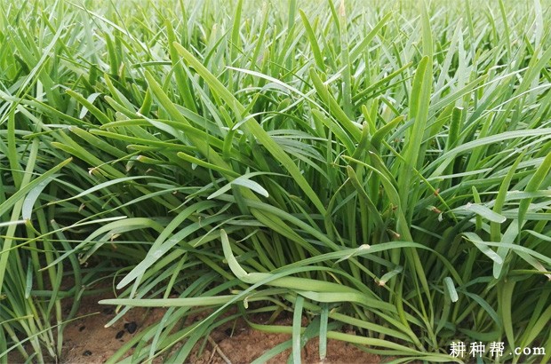 吃韭菜有什么好处？