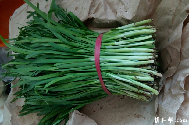 吃韭菜有什么好处？