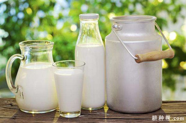 韭菜不能和什么食物一起吃? 韭菜不能和什么食物一起吃?