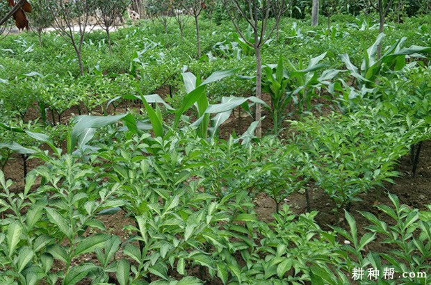 鄂魔芋1号品种好不好? 鄂魔芋1号品种好不好?