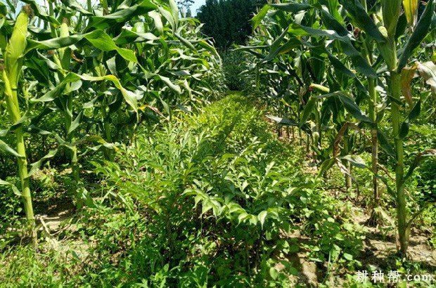 鄂魔芋1号品种好不好? 鄂魔芋1号品种好不好?