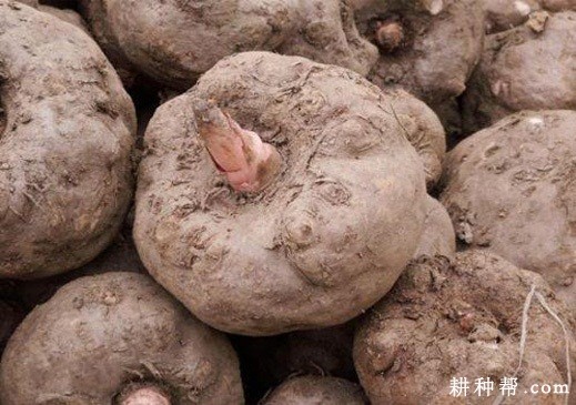 鄂魔芋1号品种好不好? 鄂魔芋1号品种好不好?