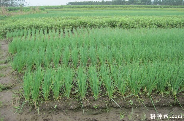 细香葱怎么样种植？