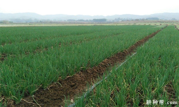 细香葱怎么样种植？