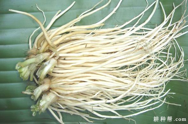 韭菜的根系有什么特点？