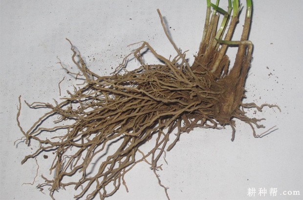 韭菜的根系有什么特点？