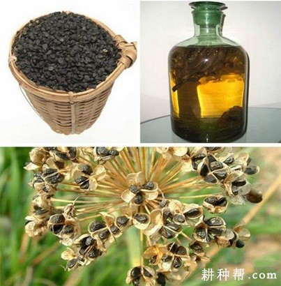 韭菜子该怎样吃? 韭菜子该怎样吃?