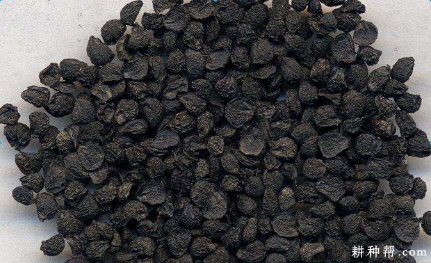 韭菜子该怎样吃? 韭菜子该怎样吃?