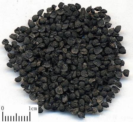 韭菜子的功效与作用是什么？