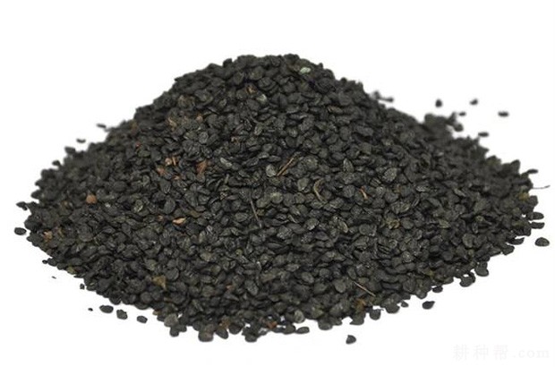 韭菜子的功效与作用是什么？