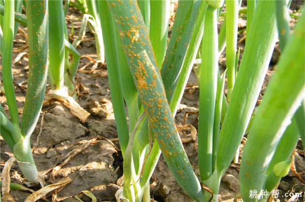 大葱锈病如何防治？