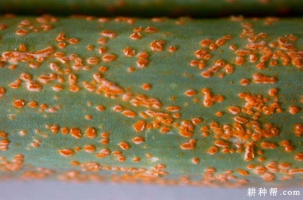 大葱锈病如何防治？