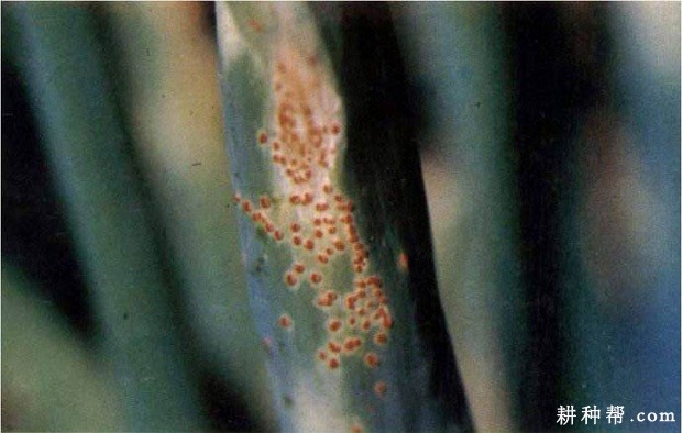 大葱锈病如何防治？